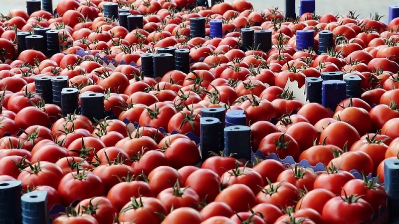 “İmha Edin” uyarısı yapıldı! Bakteri alarmı verilen 510 kasa domates raflardan kalkıyor