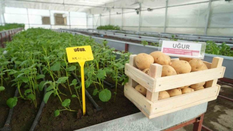 Ne haşlamalık, ne kızartmalık! Bu patates sadece o ilimizde yetişiyor...