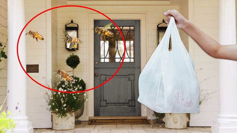 Kapıya asın, yaz boyu rahatlayın! Arılar bundan nefret ediyor