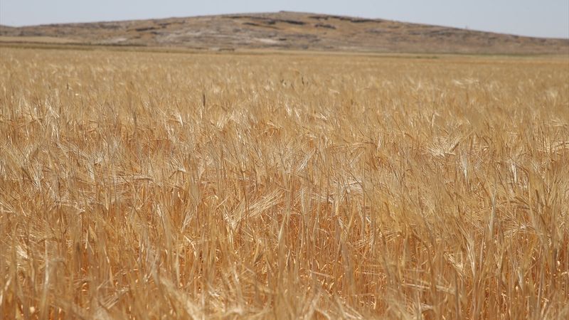 Adıyaman'da sezonun ilk arpa hasadı yapıldı