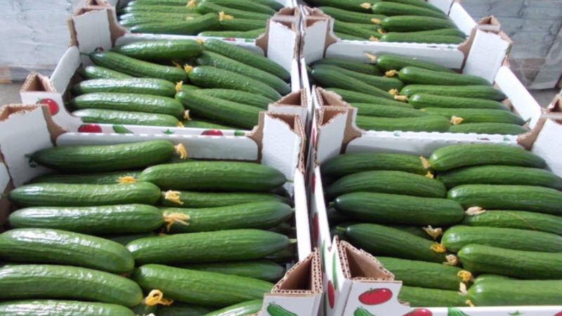 Dev marketin salatalıklarında Salmonella alarmı: “Sakın tüketmeyin”