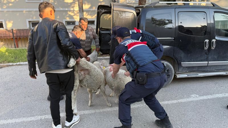 Ankara’da koyun hırsızı yakalandı