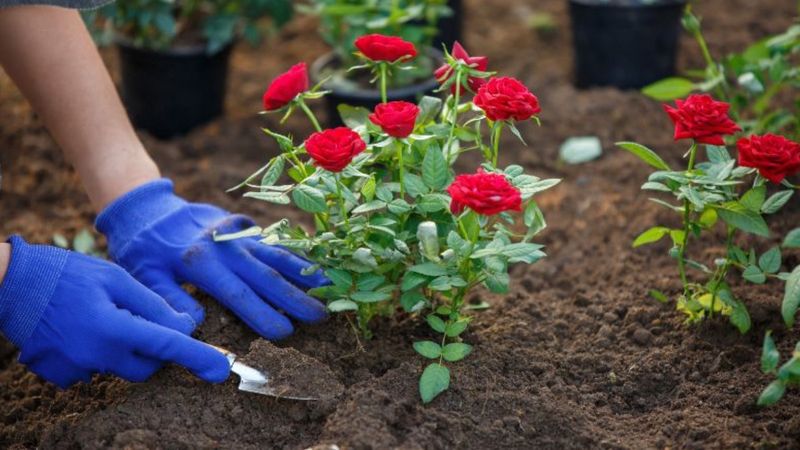 Mayıs ayında bunları yapın, bahçedeki güllerin ömrünü uzatın...