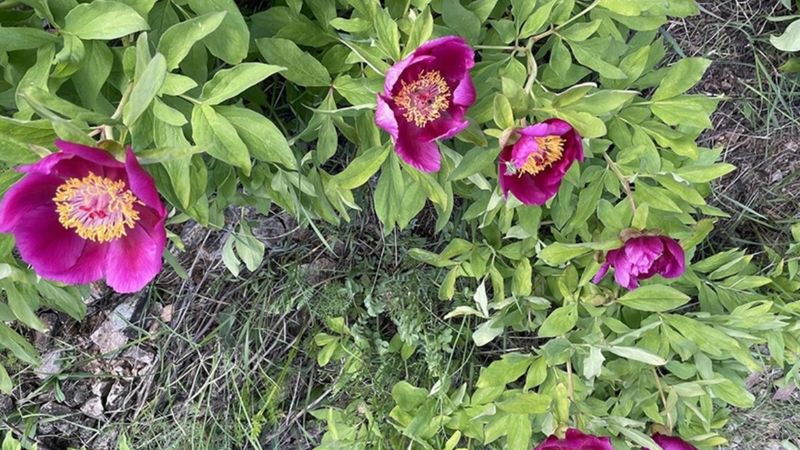 Bu çiçeğe dokunmayın: Koparmanın cezası 557 bin TL