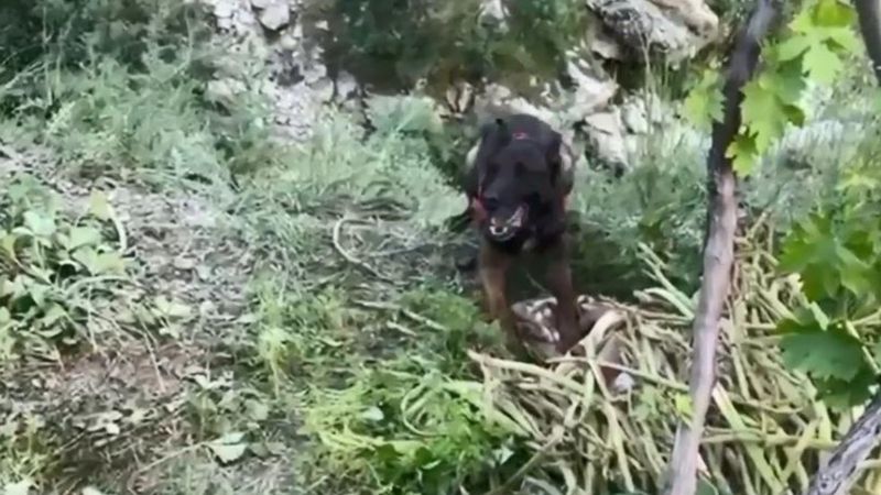 Bitlis'te dere kenarına gizlenmiş esrarı köpek buldu