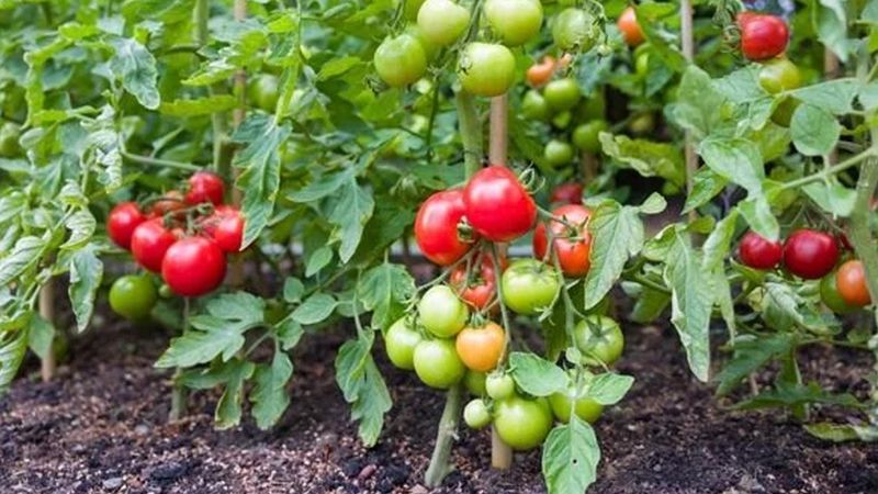 Bahçıvanların gizli sırrı: Domateslerin yanına ekin verimi katlayın
