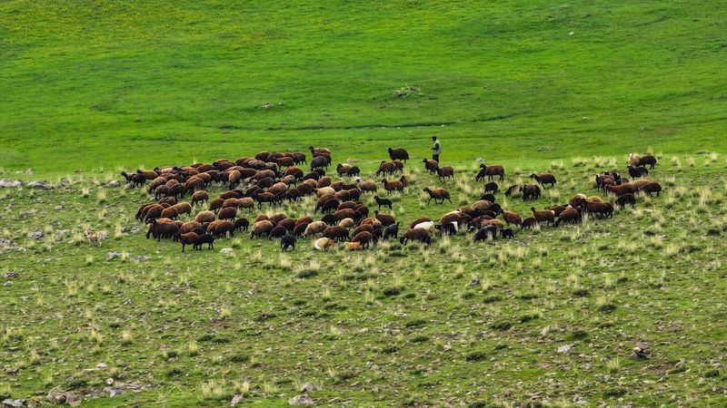 Iğdır'da 10 bin dönümlük meralar çiftçilere sunuldu