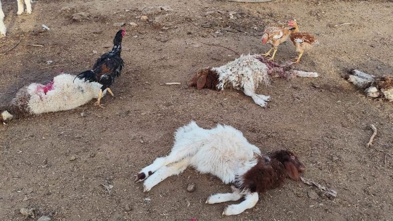 Şanlıurfa’da başıboş köpekler 33 kuzuyu telef etti