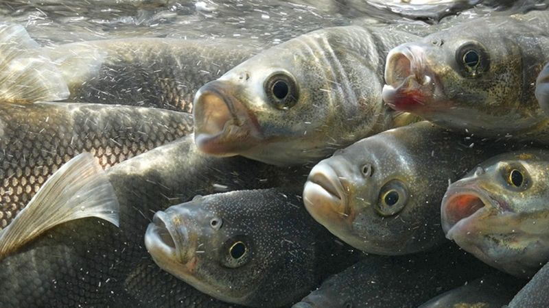 Van Gölü'nde akarsulara göç eden inci kefalinin yolculuğu