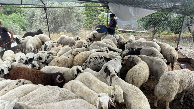 Kurbanlıklara iyi bakın: Eğer karnı şiş ise...