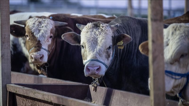 ESK, kurban pazarlarında kalan hayvanları satın alacak