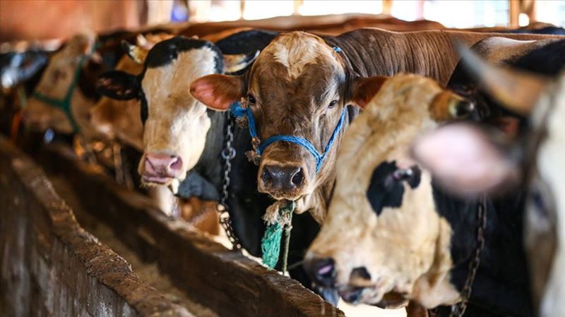 Doğu Anadolu'dan batıya yaklaşık 80 bin kurbanlık gönderildi