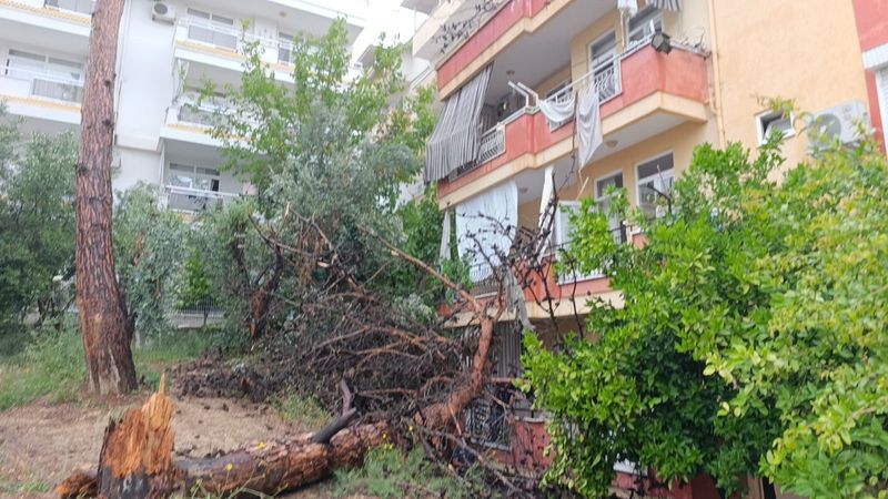 Antalya'da dev ağaç binanın üzerine devrildi