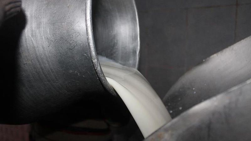 Çiğ süt üreticisine 5 yılda 19,1 milyar lira destek sağlandı