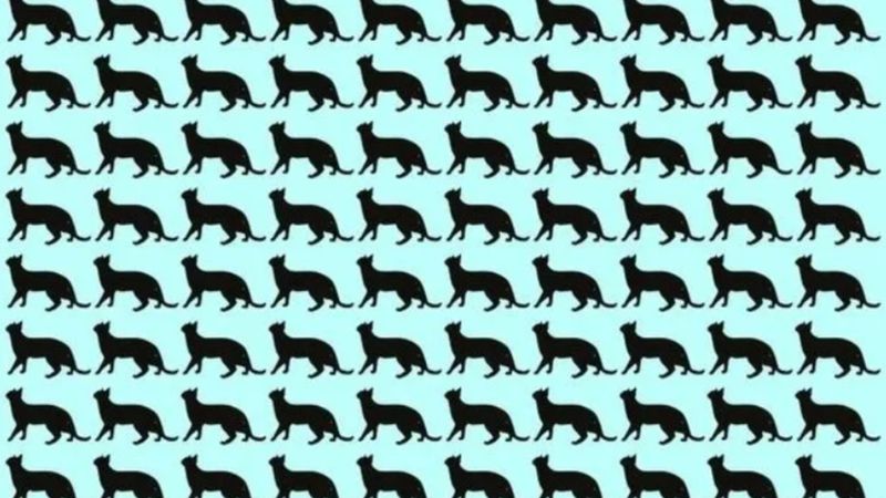 Farklı kedi hangisi? Sadece yüksek IQ'lu olanlar 5 saniyede farkediyor!