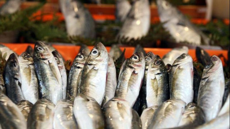 Haziran ayında hangi balıklar yenir? İşte, Haziran ayında yenen 5 balık