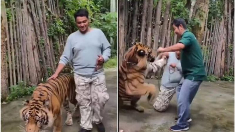 Hint turist, fotoğraf çektirmek istediği kaplanın saldırısına uğradı