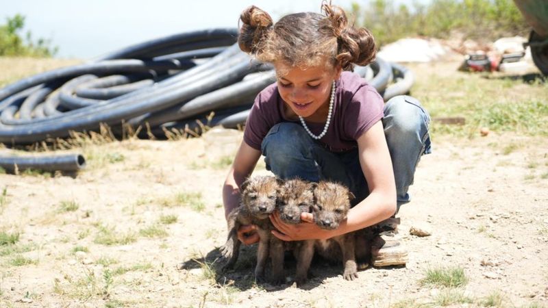 Muş'ta çoban kardeşler, annesiz kalan kurt yavrularını kurtardı