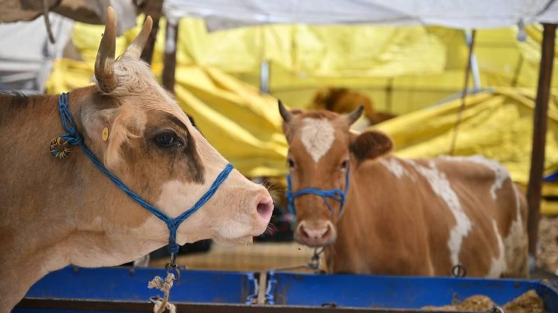 Bayıltarak kesilen hayvandan kurban olur mu? İşte yanıtı...