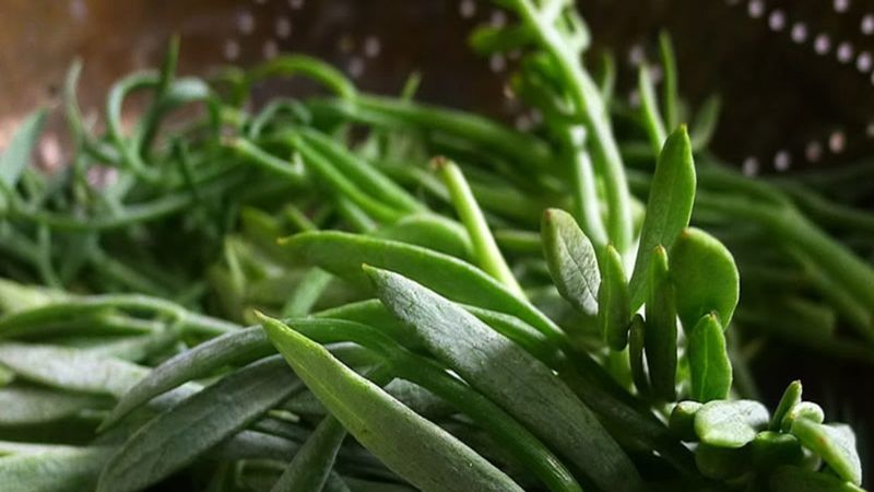 Kaya koruğu nedir? Kaya koruğu faydaları nelerdir?