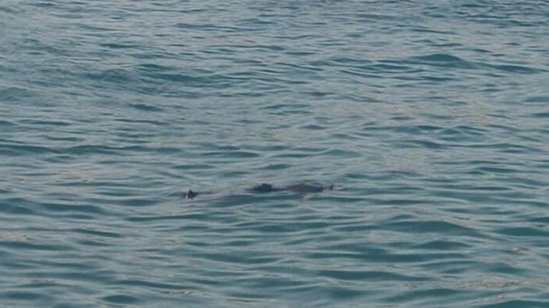 Aydın'da denizde ceset bulundu