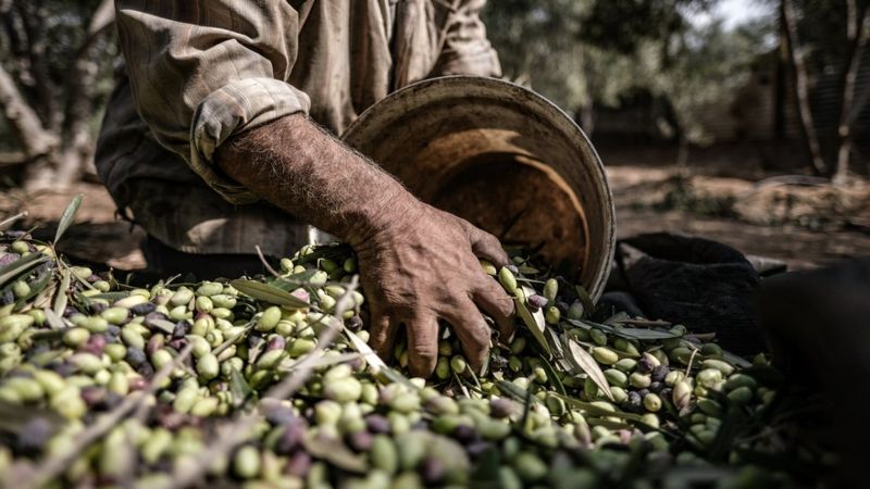 En fazla zeytin üreten ülkeler belli oldu! Türkiye sıralamsıyla şaşırttı