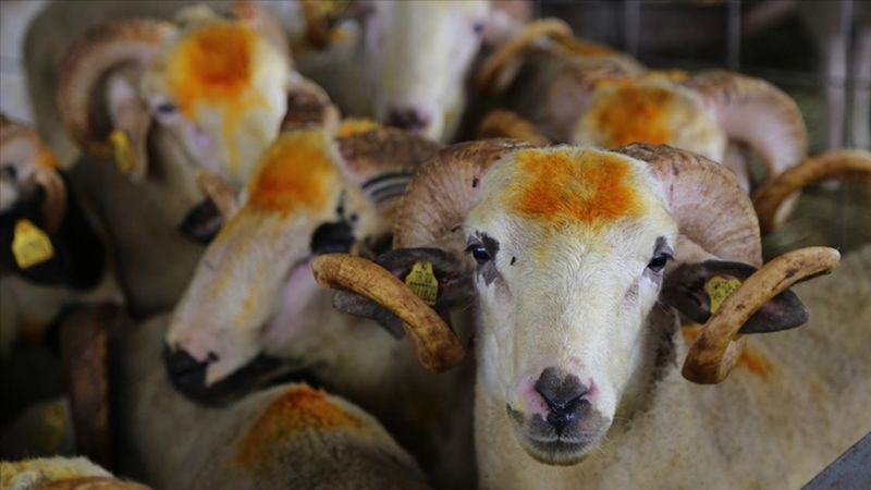 4. gün kurban kesilir mi? Kurban kesim vakti bitti mi, son gün ne zaman?