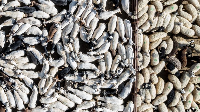 Kurban Bayramı'nda 3 milyondan fazla kurbanlık satıldı