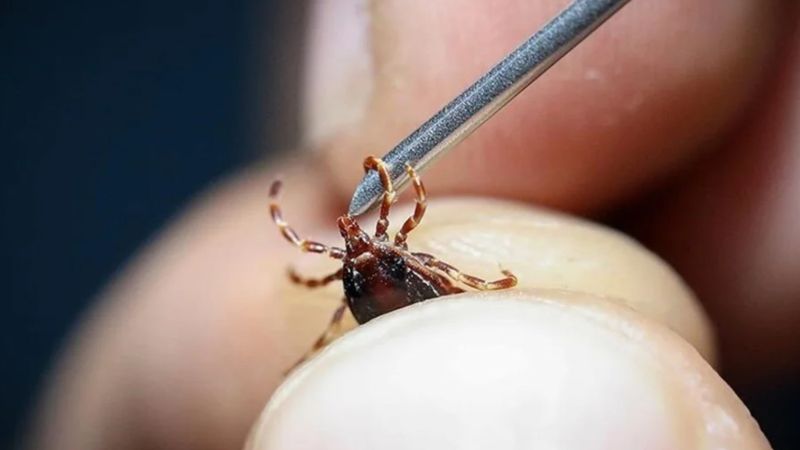 Kene ısırığı durumunda ne yapılmalı? İşte keneden korunmanın yolları