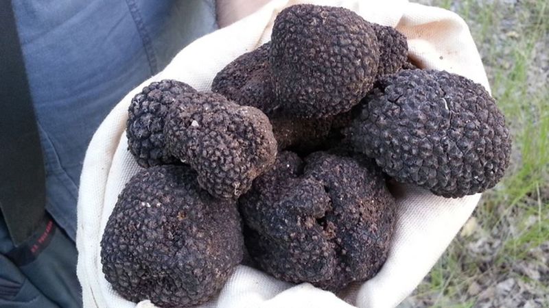 Trüf mantarının Türkiye ekonomisine katkısı: 650 milyon lira