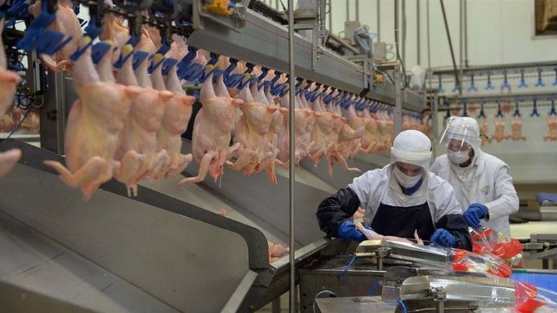 Tavuk eti üretimi aylık yüzde 2,6 arttı