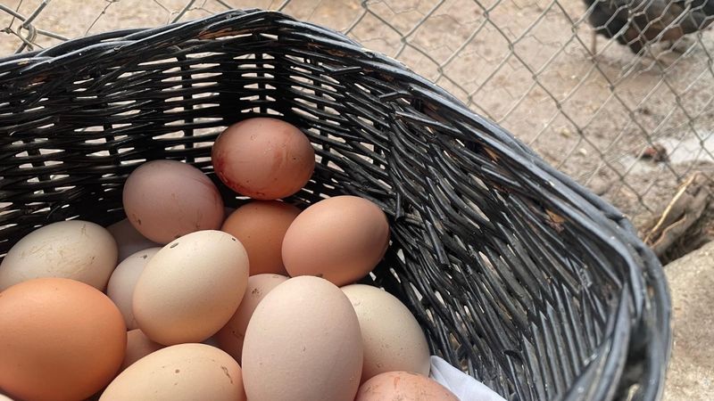 Yumurta üretimi 6 ayda 330 milyon azaldı