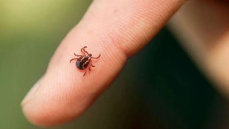 Keneye karşı doğal kalkan:  Bu spreyi sıkan keneyi uzak tutuyor