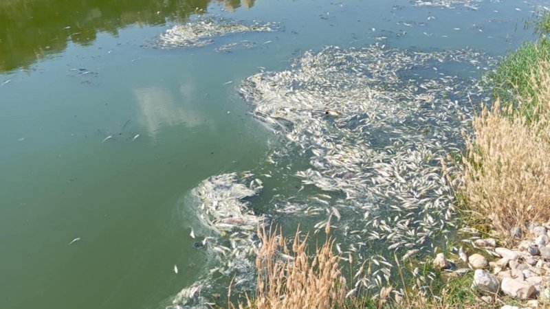 Gaziantep'te Araban Karasu Çayı'ndaki balık ölümleri inceleniyor