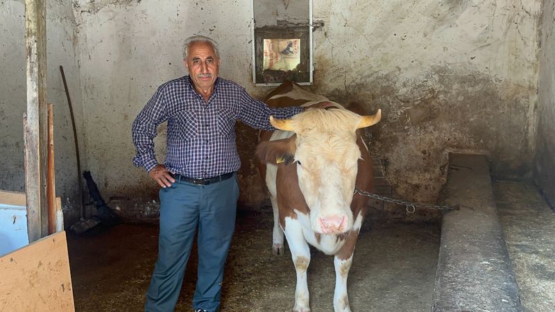 Yalova'da sahibini dolandırıp 155 TL'ye inek aldılar