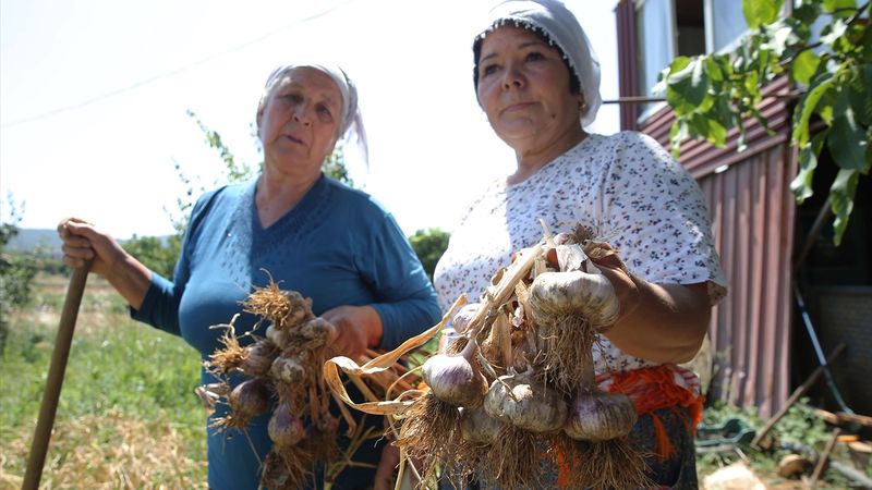 Muğla'nın coğrafi işaretli Ula sarımsağında hasat zamanı