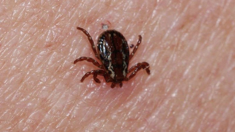 KKKA hastalığında ölüm oranı yüzde 5'in altında