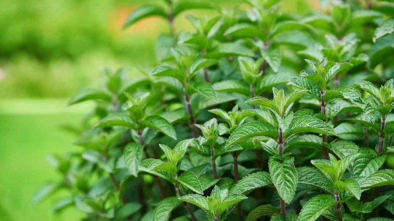 Unutkanlığa hangi ot iyi gelir? Hafızayı güçlendiren 6 şifalı bitki!