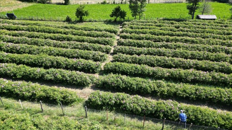 Mis kokulu hasat başladı; Çıkan yağı dünya kullanıyor...