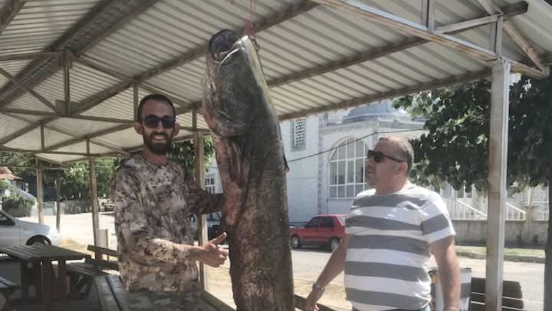 Edirne'de 80 kiloluk balık yakaladı