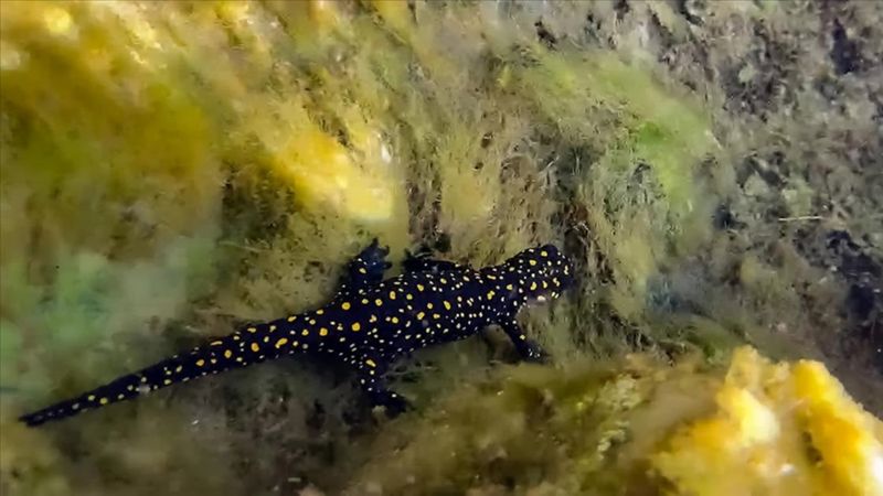 Diyarbakır'da nesli tükenme tehlikesi altındaki Türk semenderleri görüntülendi