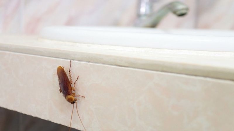 Bütün evi temizleseniz de yetmiyor!  Hamam böceklerini cezbeden detay…