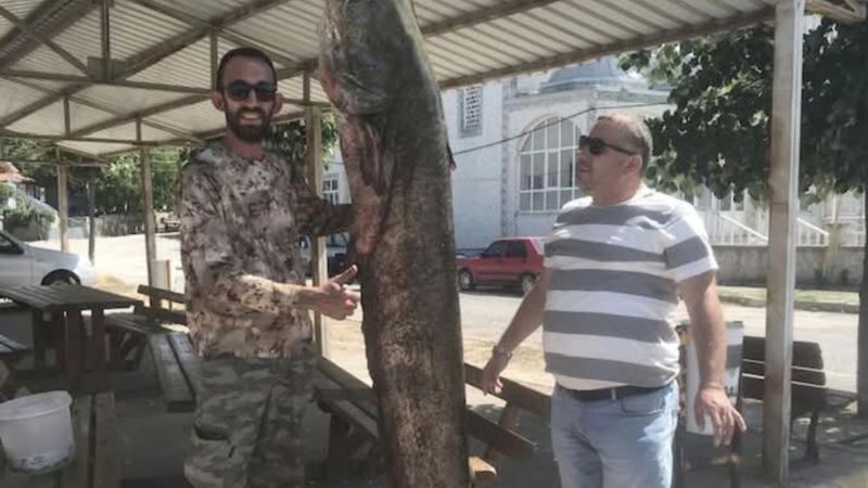 Meriç Nehri’nde 80 kiloluk dev yayın balığı yakalandı