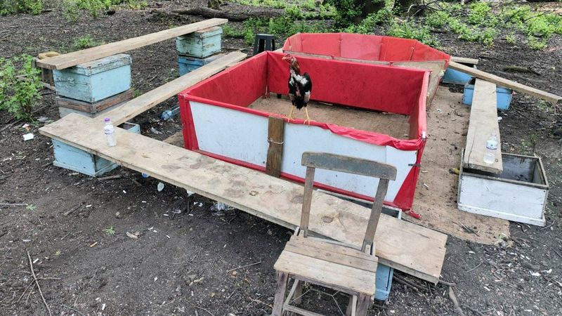 Muğla'da hayvanları koruma derneği başkanı horoz dövüştürürken yakalandı