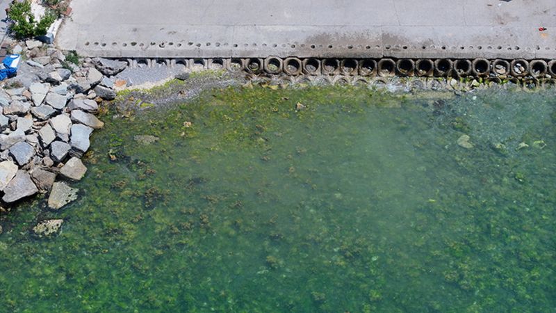 Marmara Denizi'nin ara tabakasında müsilaj tehlikesi sürüyor