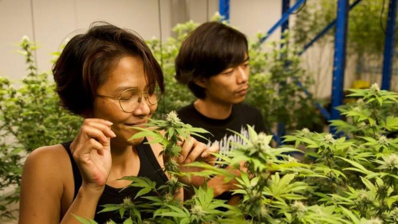 Tayland'da eğlence amaçlı esrar satışı yasaklanıyor