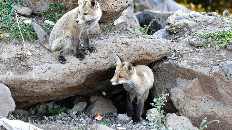 Sarıkamış’ın Sarıçam Ormanları'nda tilki yavruları görüntülendi