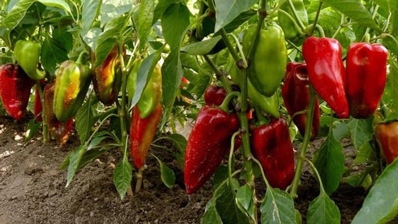 Biberlere bu suyu dökün, çuval çuval hasadı garantileyin