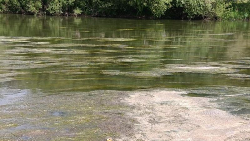 Kars Çayı yosunla kaplandı: Vatandaşlar endişeli