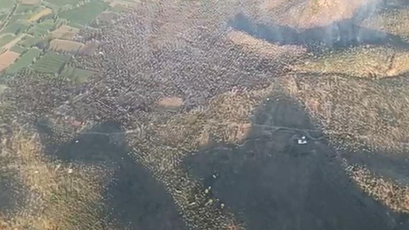 Milas'taki zeytinlik yangını 12 saatte kontrol altına alındı